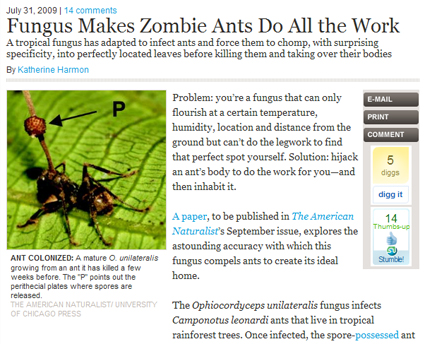 Fungus Makes Zombie Ants Do All the Work